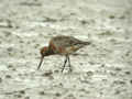 Barge rousse Limosa lapponica