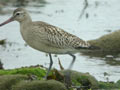 Barge rousse Limosa lapponica