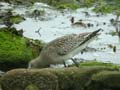 Barge rousse Limosa lapponica