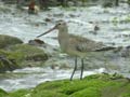 Barge rousse Limosa lapponica