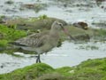 Barge rousse Limosa lapponica