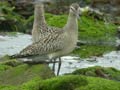 Barge rousse Limosa lapponica