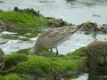 Barge rousse Limosa lapponica