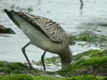 Barge rousse Limosa lapponica