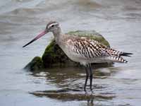 Barge rousse Limosa lapponica