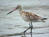 Barge rousse Limosa lapponica