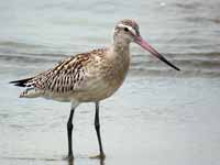 Barge rousse Limosa lapponica