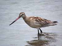 Barge rousse Limosa lapponica