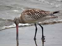 Barge rousse Limosa lapponica