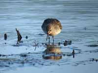 Bécasseau de Bonaparte Calidris fuscicollis