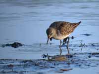 Bécasseau de Bonaparte Calidris fuscicollis