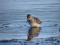 Bécasseau de Bonaparte Calidris fuscicollis