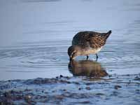 Bécasseau de Bonaparte Calidris fuscicollis