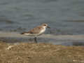 Bécasseau à cou roux Calidris ruficollis