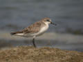 Bécasseau à cou roux Calidris ruficollis