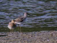 Bécasseau à échasses Calidris himantopus