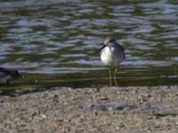 Bécasseau à échasses Calidris himantopus