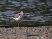 Bécasseau à échasses Calidris himantopus