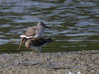 Bécasseau à échasses Calidris himantopus