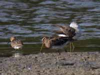 Bécasseau à échasses Calidris himantopus