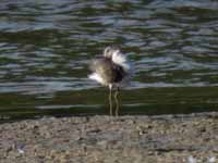 Bécasseau à échasses Calidris himantopus