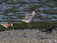 Bécasseau à échasses Calidris himantopus