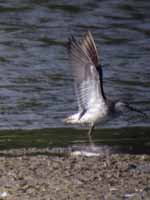 Bécasseau à échasses Calidris himantopus