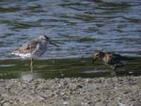 Bécasseau à échasses Calidris himantopus