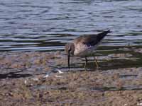 Bécasseau à échasses Calidris himantopus