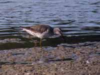 Bécasseau à échasses Calidris himantopus