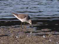 Bécasseau à échasses Calidris himantopus