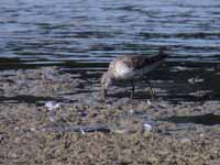 Bécasseau à échasses Calidris himantopus