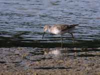 Bécasseau à échasses Calidris himantopus