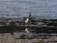 Bécasseau à échasses Calidris himantopus