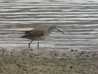 Bécasseau à échasses Calidris himantopus