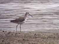 Bécasseau à échasses Calidris himantopus