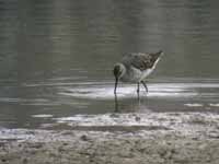 Bécasseau à échasses Calidris himantopus