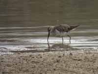 Bécasseau à échasses Calidris himantopus