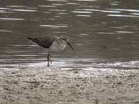 Bécasseau à échasses Calidris himantopus