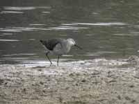 Bécasseau à échasses Calidris himantopus