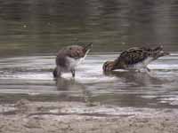 Bécasseau à échasses Calidris himantopus