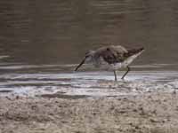 Bécasseau à échasses Calidris himantopus