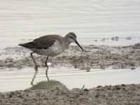 Bécasseau à échasses Calidris himantopus