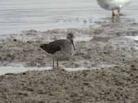 Bécasseau à échasses Calidris himantopus