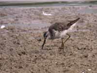 Bécasseau à échasses Calidris himantopus