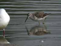 Bécasseau à échasses Calidris himantopus