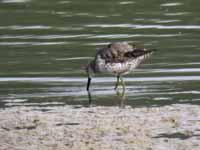 Bécasseau à échasses Calidris himantopus