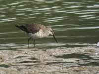 Bécasseau à échasses Calidris himantopus