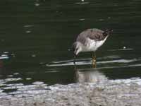 Bécasseau à échasses Calidris himantopus