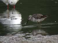 Bécasseau à échasses Calidris himantopus